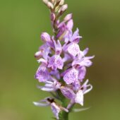 Kukułka plamista, Dactylorhiza maculata