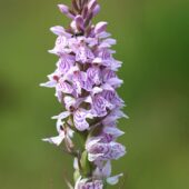 Kukułka plamista, Dactylorhiza maculata
