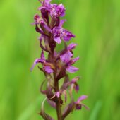 Kukułka szerokolistna, Dactylorhiza maialis