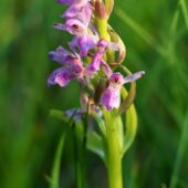 Kukułka szerokolistna, Dactylorhiza maialis