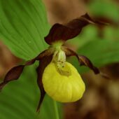 Obuwik pospolity, Cypripedium calceolus