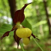 Obuwik pospolity, Cypripedium calceolus