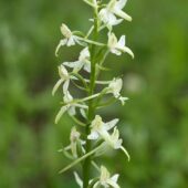 Podkolan biały, Platanthera bifolia