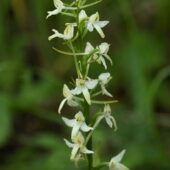 Podkolan biały, Platanthera bifolia