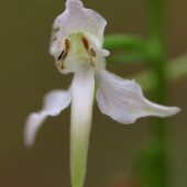 Podkolan zielonawy, Platanthera chlorantha