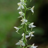 Podkolan zielonawy, Platanthera chlorantha