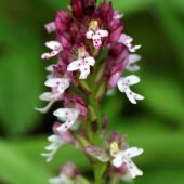 Storczyk drobnokwiatowy, Orchis ustulata