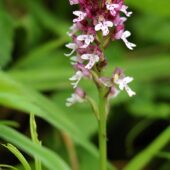 Storczyk drobnokwiatowy, Orchis ustulata