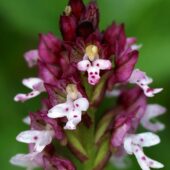 Storczyk drobnokwiatowy, Orchis ustulata3