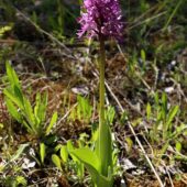Storczyk kukawka, Orchis militaris