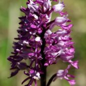 Storczyk kukawka, Orchis militaris