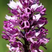Storczyk kukawka, Orchis militaris