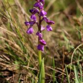 Storczyk samiczy, Orchis morio