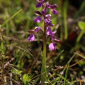 Storczyk samiczy, Orchis morio