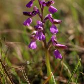 Storczyk samiczy, Orchis morio