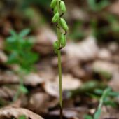 Żłobik koralowaty, Corallorhiza trifida