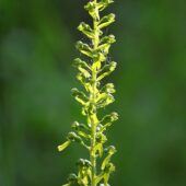 Listera jajowata, Listera ovata