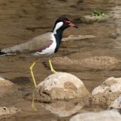 Czajka indyjska, Red-wattled Lapwing, Vanellus indicus, 04.2025, Pakistan (1)