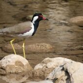 Czajka indyjska, Red-wattled Lapwing, Vanellus indicus, 04.2025, Pakistan (2)