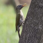 Dzięcioł łuskobrzuchy, Scaly-bellied Woodpecker, Picus squamatus, 04.2025, Pakistan (2)