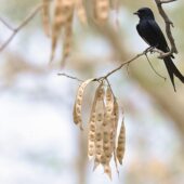 Dziwogon czarny, Black Drongo, Dicrurus macrocercus, 04.2025, Pakistan (1)