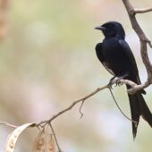 Dziwogon czarny, Black Drongo, Dicrurus macrocercus, 04.2025, Pakistan (2)