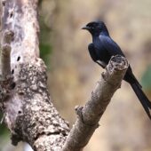 Dziwogon czarny, Black Drongo, Dicrurus macrocercus, 04.2025, Pakistan (3)