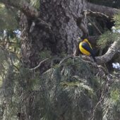 Grubodziób czarno-żółty, Black-and-yellow Grosbeak, Mycerobas icterioides, 04.2025, Pakistan (1)