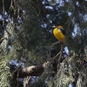 Grubodziób czarno-żółty, Black-and-yellow Grosbeak, Mycerobas icterioides, 04.2025, Pakistan (5)