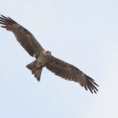 Kania czarna, Black Kite, Milvus migrans, 04.2025, Pakistan (1)