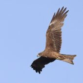 Kania czarna, Black Kite, Milvus migrans, 04.2025, Pakistan (4)