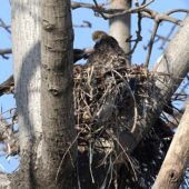 Kania czarna, Black Kite, Milvus migrans, 04.2025, Pakistan (6)