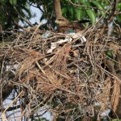 Kania czarna, Black Kite, Milvus migrans, 04.2025, Pakistan (7)