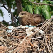Kania czarna, Black Kite, Milvus migrans, 04.2025, Pakistan (8)