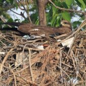 Kania czarna, Black Kite, Milvus migrans, 04.2025, Pakistan (9)