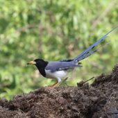Kitta żółtodzioba, Yellow-billed Blue-Magpie, Urocissa flavirostris, 04.2025, Pakistan (2)