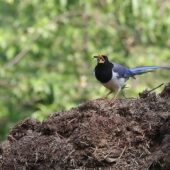 Kitta żółtodzioba, Yellow-billed Blue-Magpie, Urocissa flavirostris, 04.2025, Pakistan (3)