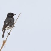 Kląskawka czarna, Pied Bushchat, Saxicola caprata, 04.2025, Pakistan