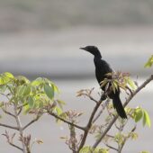 Kormoran skromny, Little Cormorant, Microcarbo niger, 04.2025, Pakistan (1)