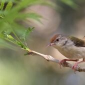 Krawczyk, Common Tailorbird, Orthotomus sutorius, 04.2025, Pakistan (2)