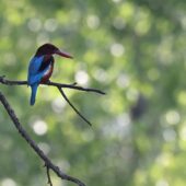 Łowiec krasnodzioby, White-throated Kingfisher, Halcyon smyrnensis, 04.2025, Pakistan (2)