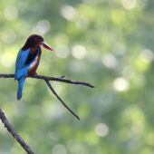 Łowiec krasnodzioby, White-throated Kingfisher, Halcyon smyrnensis, 04.2025, Pakistan (3)