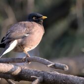 Majna brunatna, Common Myna, Acridotheres tristis, 04.2025, Pakistan