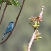 Modrówka seledynowa, Verditer Flycatcher, Eumyias thalassinus, 04.2025, Pakistan (1)