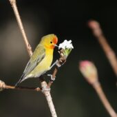 Ognik, Fire-capped Tit, Cephalopyrus flammiceps, 04.2025, Pakistan (3)