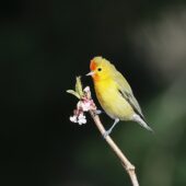 Ognik, Fire-capped Tit, Cephalopyrus flammiceps, 04.2025, Pakistan (4)