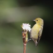 Ognik, Fire-capped Tit, Cephalopyrus flammiceps, 04.2025, Pakistan (5)