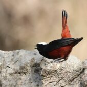 Pleszka białogłowa, White-capped Redstart, Phoenicurus leucocephalus, 04.2025, Pakistan (2)