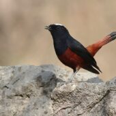 Pleszka białogłowa, White-capped Redstart, Phoenicurus leucocephalus, 04.2025, Pakistan (3)