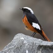 Pleszka kaukaska, White-winged Redstart, Phoenicurus erythrogastrus, 04.2025, Pakistan (2)